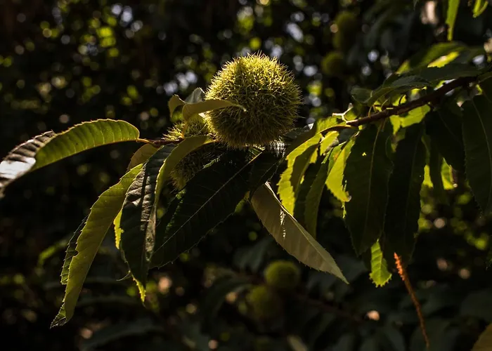 Cr 4 Estrellas La De Sentidos En Caceres *